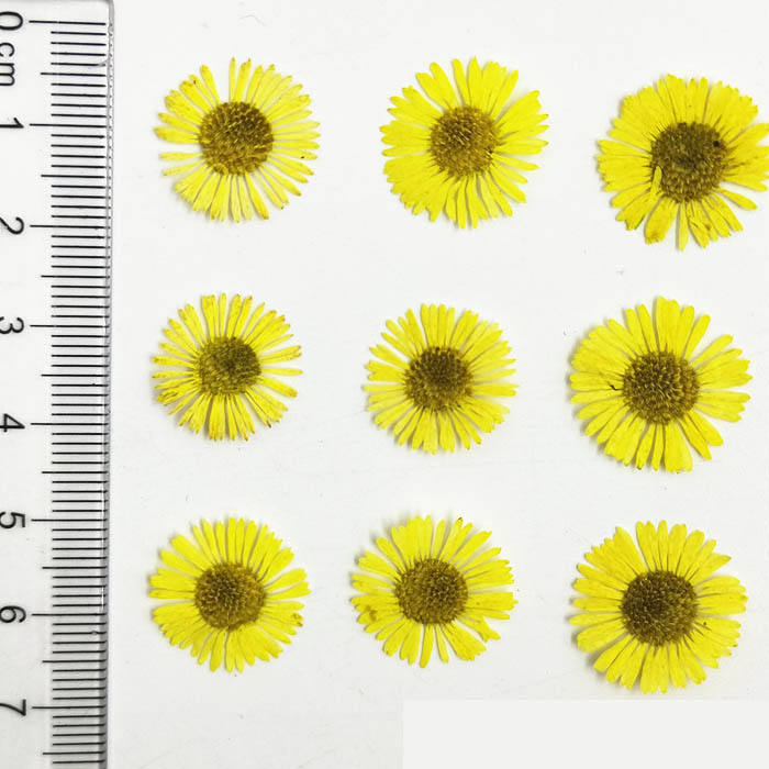 Набор сухоцветов "Желтые цветочки",размер 1.5-2 см,12 штук
