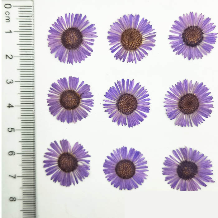 Набор сухоцветов "Фиолетовые цветочки",размер 1.5-2 см,12 штук 