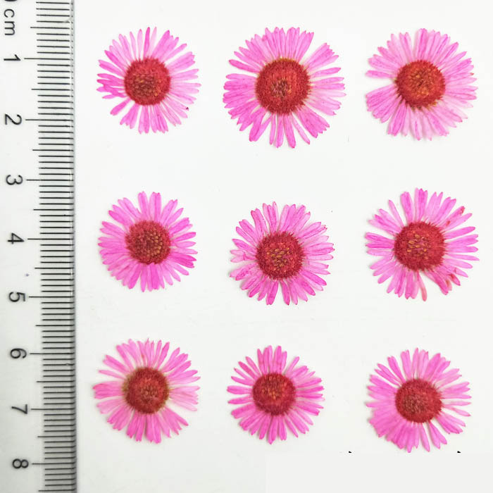 Набор сухоцветов "Розовые цветочки",размер 1.5-2 см,12 штук 
