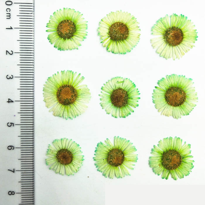 Набор сухоцветов "Светло зеленые цветочки",размер 1.5-2 см,12 штук  