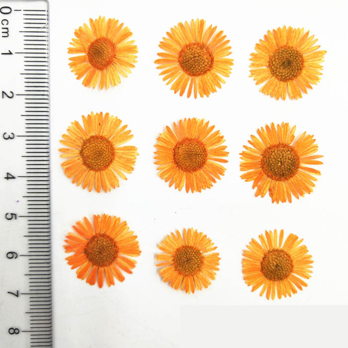 Набор сухоцветов "Оранжевые цветочки",размер 1.5-2 см,12 штук  