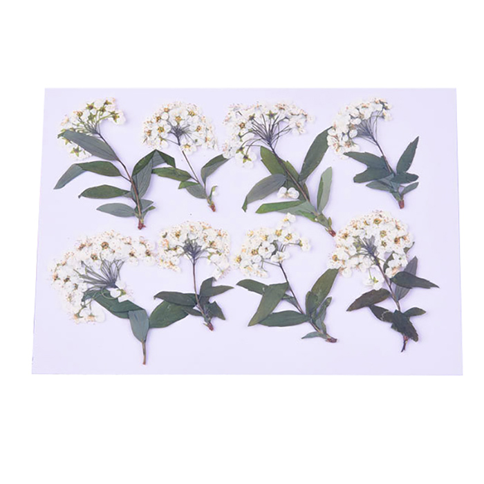 Сухоцвет "Белые цветы" (2)