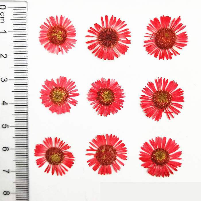 Набор сухоцветов "Красные цветочки",размер 1.5-2 см,12 штук