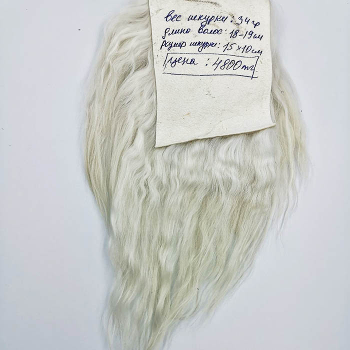Шкурка ангорской козы белая,15х10 см,вес 34 гр,волос 18-19 см    - 1