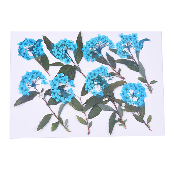 Сухоцвет "Голубые цветы"